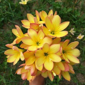 5pcs Yellow snowdrops Bulbs for Planting Now Spring Flowering Bulbs Double Single snowdrops Bulbs Bulb Collection Pack Wild Daffodil (Diameter: 0.8in)