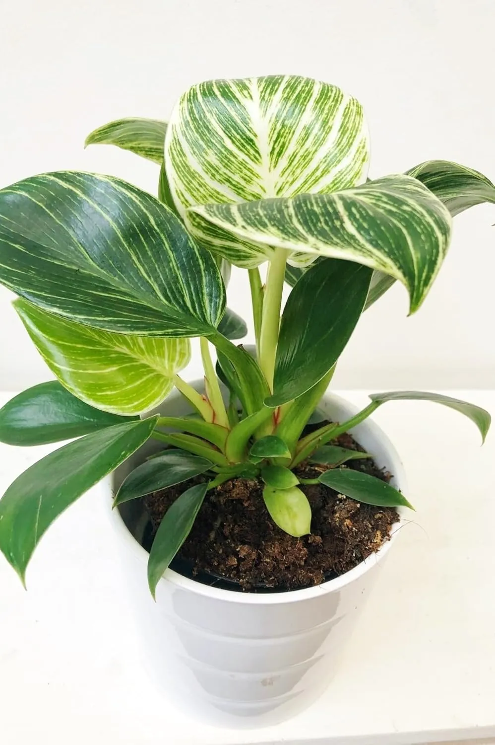 Birkin White Measure - 3 Live Plants in 2 Inch Pots - Philodendron Birkin - Rare and Beautiful Indoor Houseplant Tropical Masterpiece