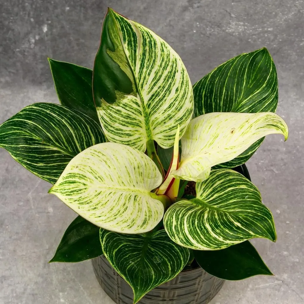 Birkin White Measure - 3 Live Plants in 2 Inch Pots - Philodendron Birkin - Rare and Beautiful Indoor Houseplant Tropical Masterpiece