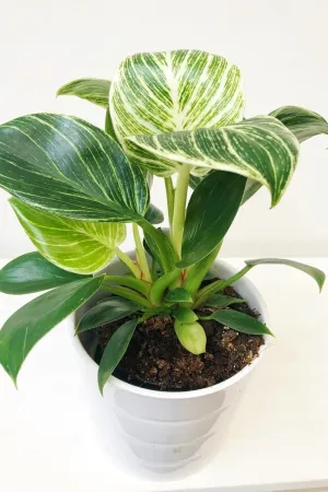 Birkin White Measure - 3 Live Plants in 2 Inch Pots - Philodendron Birkin - Rare and Beautiful Indoor Houseplant Tropical Masterpiece
