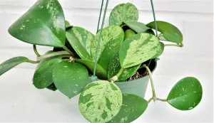 Hoya Obovata Splash Live Rare Houseplants All Plants are Fully Rooted Plants in 4 inch Pot by 3exoticgreen
