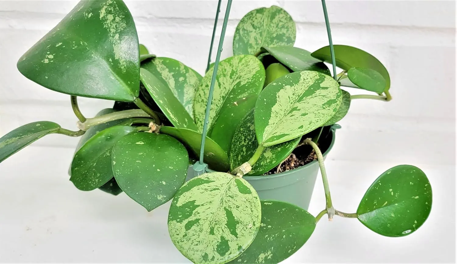 Hoya Obovata Splash Live Rare Houseplants All Plants are Fully Rooted Plants in 4 inch Pot by 3exoticgreen