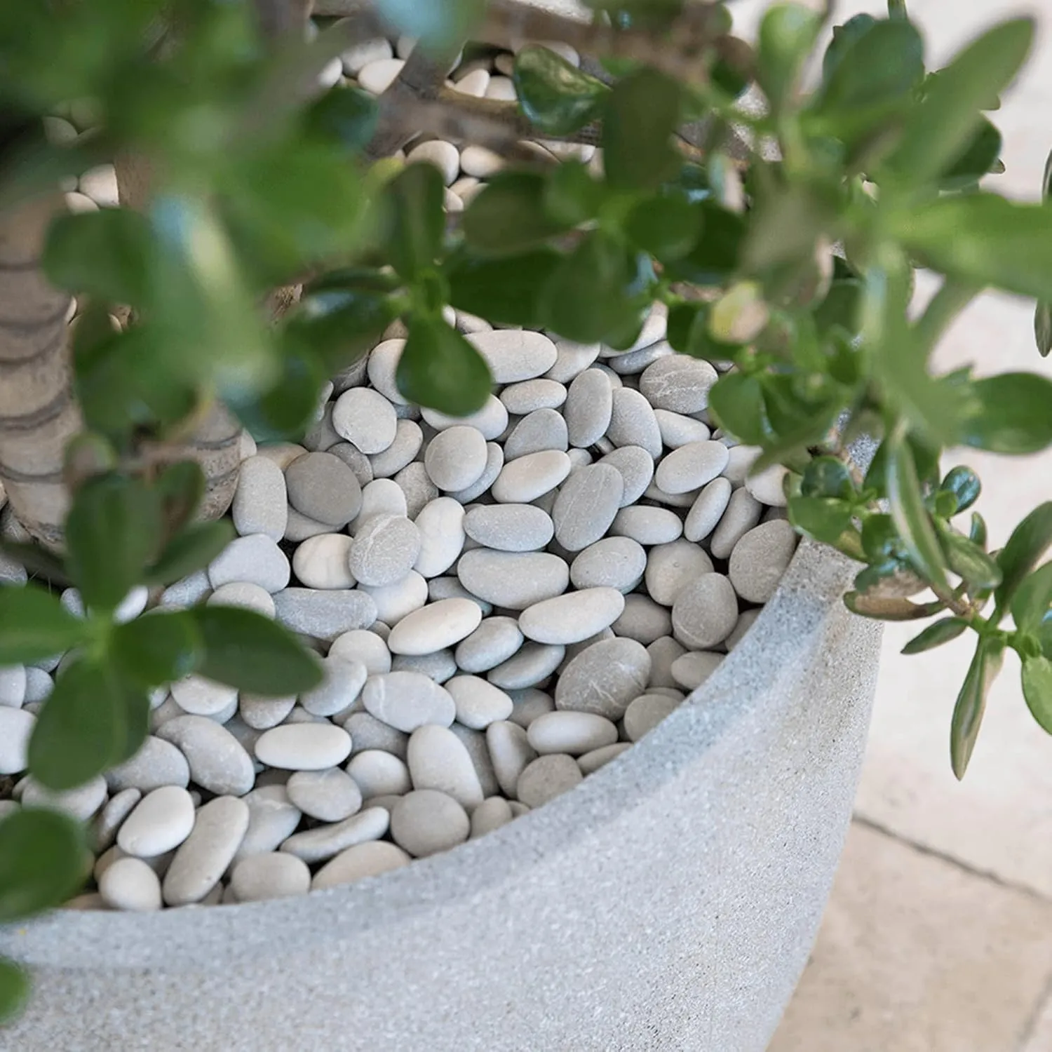 White River Rocks for Plants 11.25 LB Small Decorative Pebbles 1"-1.5" Polished Stones Smooth Aquarium Gravel for Fish Tank Vases Indoor Planters Outdoor Landscaping Garden (180oz)